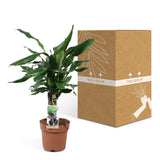 Plante Dracaena Fragran Steudnerer verte 55 cm