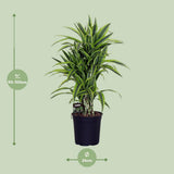Dracaena Frag. Citron citron - Ø24cm - ↕100cm