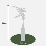 Wisteria Floribunda 'Rosea' - Rose Plume - Ø15cm - ↕65cm