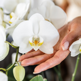 Lot de 4 orchidées blanches en pot Ø12 cm