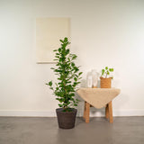 Ficus microcarpa moclame avec pot Igmar