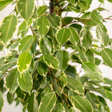 Vue d'ensemble du Ficus Benjamina Goldenking dans son pot Selin