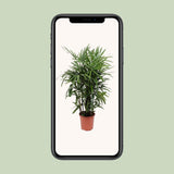 Rhapis Excelsa - Ø27cm - ↕120cm