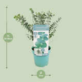 Plante eucalyptus bébé bleu 17 cm