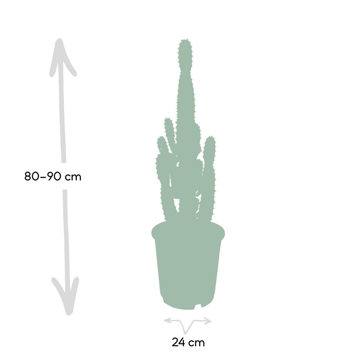 Euphorbia Acruensis - Pot en plastique