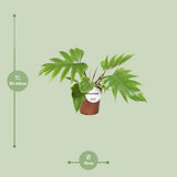 Détail des feuilles du Philodendron Mayoi en pot élégant