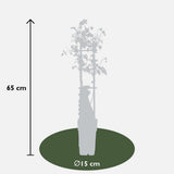 Clematis Tranquilite - Clematis Evison Bleu clair - Ø15cm - ↕65cm