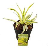 Yucca Glor. 'Bright Star' - Ø13cm - ↕20cm