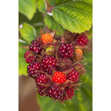 Plante artificielle Rubus Mix résine 45 cm Ø13 cm