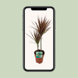 Plante Dracaena marginata bicolore Ø19 cm 70 cm