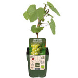 Vitis Vinifera 'Johannes' - Witte Druif - Ø13cm - ↕45cm