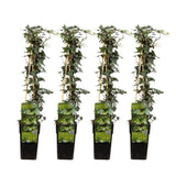 4x - Hedera Helix - ↨65cm - Ø15