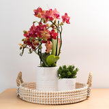 Orchidées de Colibl | Red Phalaenopsis Orchid Pot Mesure Ø9cm |  Congo | -Driving Room Plant - Freshly du producteur