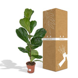 Plante artificielle Ficus Lyrata feuillage large 17 cm