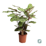 Calathea Makoyana - Ø21cm - ↕55cm