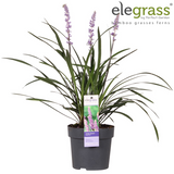 Liriope muscari ‘Ingwersen’ – Ø14cm – ↕30cm