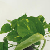 Epipremnum Aureum - 4 pièces - ø12cm - ↕20cm