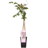Wisteria Floribunda 'Rosea' - Rose Plume - Ø15cm - ↕65cm