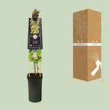 Clematis Country Rose PBR +3.0 Étiquette - Ø17cm - ↕75cm