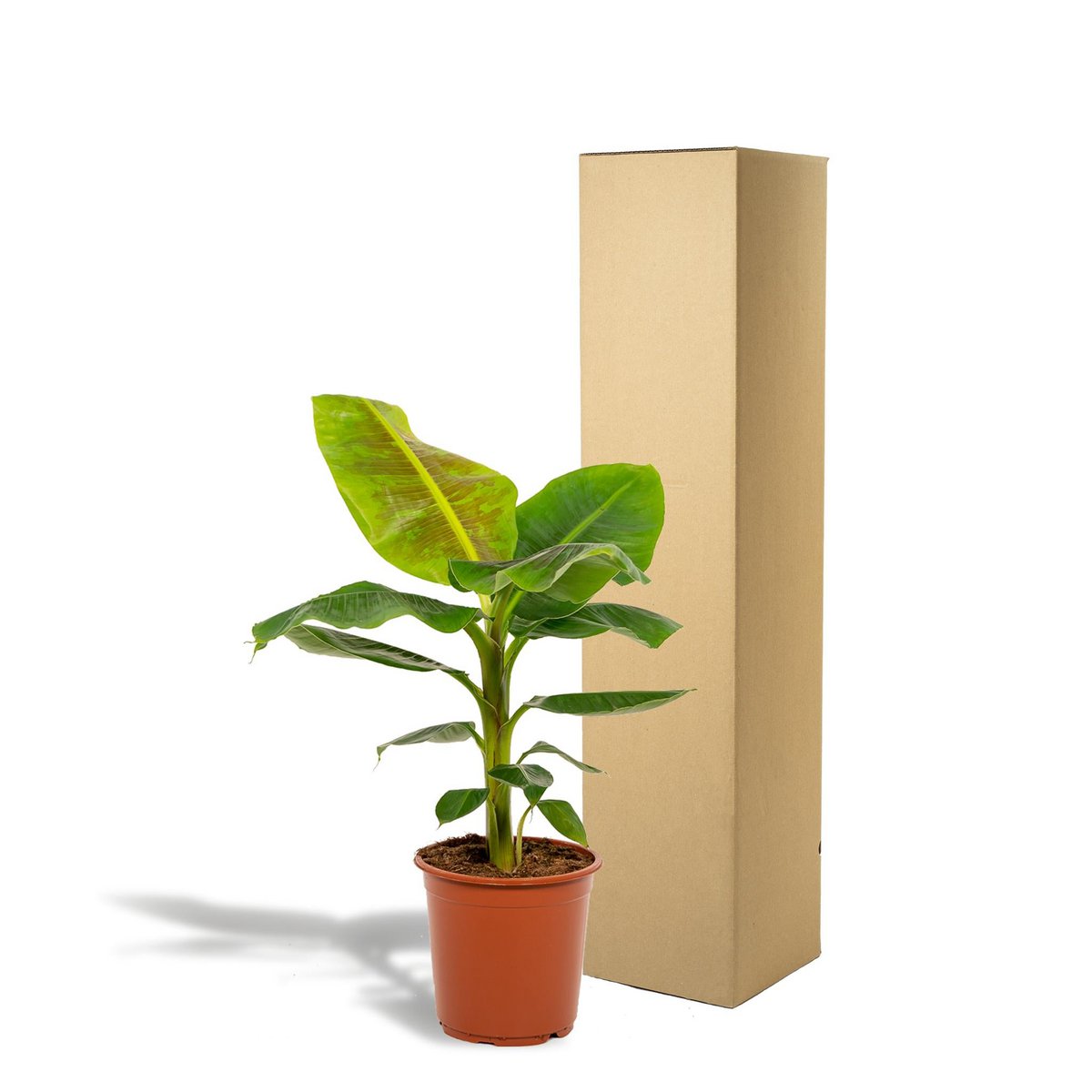 Musa Dwarf Cavendish - Plante d'intérieur sur un fond lumineux