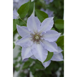 Clematis Tranquilite - Clematis Evison Bleu clair - Ø15cm - ↕65cm