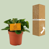 Peperomia obtipan - Ø11cm - ↕15cm