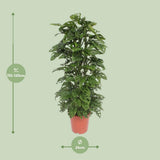 Monstera Monkey Leaf - Ø24cm - ↕120cm
