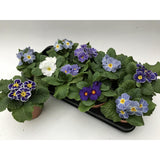 Plante Primula Acaulis bleue éclatante