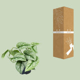 Plante artificielle Scindapsus Piche Trebie 15 cm verte
