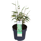 Fargesia Rufa - Bambou non proliférant - Ø29cm - ↕80cm - Ø14 - ↨40cm