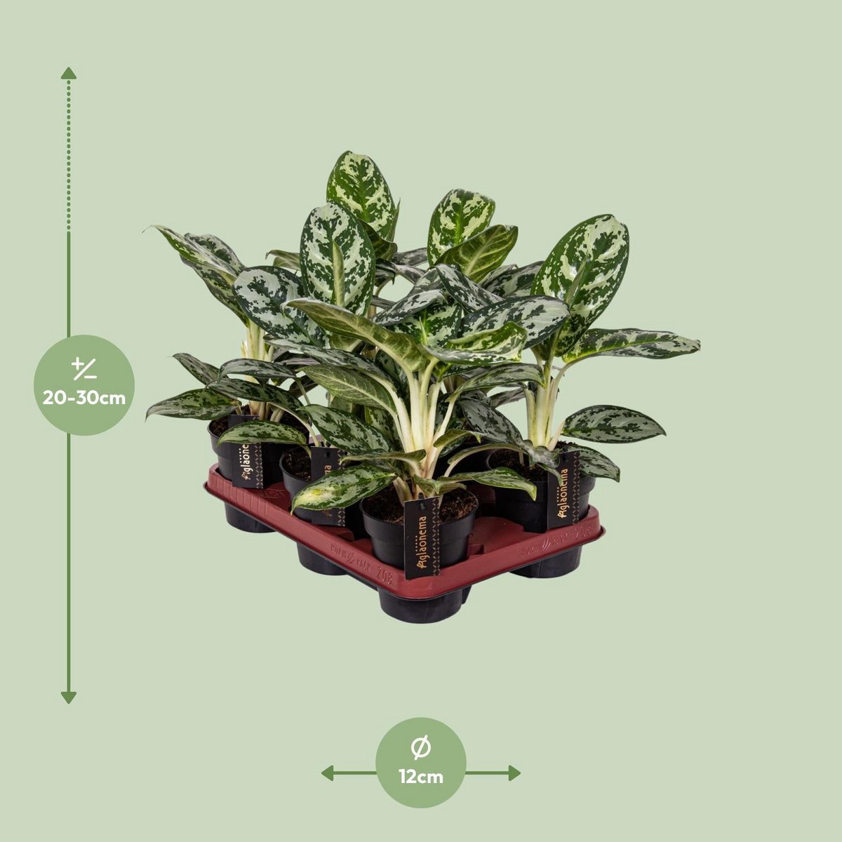 Aglaonema Amazon Silver sur une table en bois