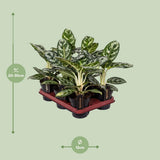 Aglaonema Amazon Silver sur une table en bois