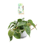 Philodendron Climbing - Ø1117cm - ↕20cm