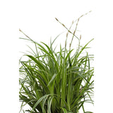 Carex Morrowii 'Ice Dance' - Ø14cm - ↕30cm