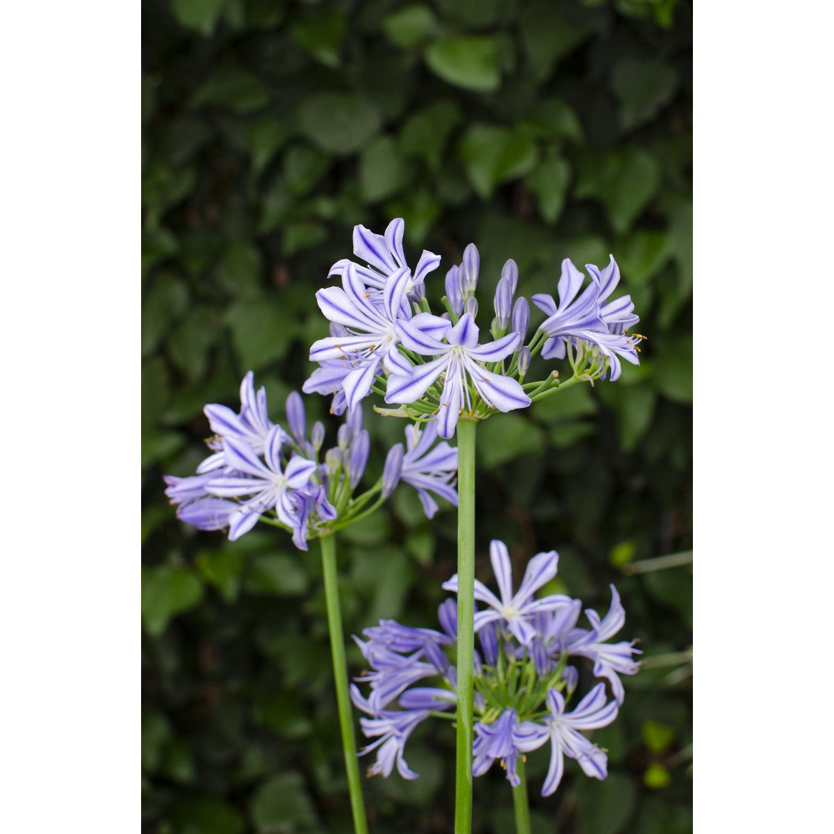 Agapanthus 'Charlotte' dans un décor moderne