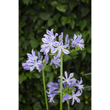 Agapanthus 'Charlotte' dans un décor moderne