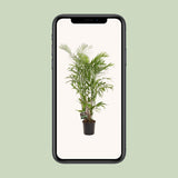 Chamaedorea sefits - Ø27cm - ↕160cm