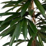Ficus Amstel King en pot, hauteur 100 cm