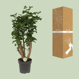 Polyscias citron - Ø24cm - ↕95cm