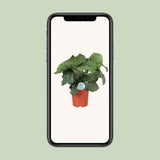 Calathea orbifolia - Ø21cm - ↕70cm
