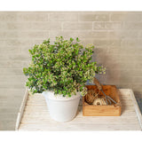 Viburnum 'Fairy Stars' - Ø13cm - ↕20cm