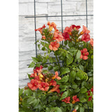 Campsis Summer Jazz Fire Trumpette - Ø19cm - ↕70cm - Ø15 - ↨65cm