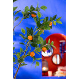 Détail du pot en plastique orange et vert de l'Oranger J-Line