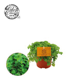 Plante artificielle Pilea en pot 10,5 cm vert et argenté