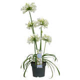 Agapanthus 'Ever White' en pot avec fleurs blanches éclatantes