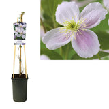 Plante Clematis Montana rose