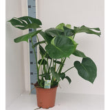 Plante artificielle Monstera délicieuse Ø19 cm verte