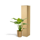 Plante alocasia cucullata Ø19 cm verte