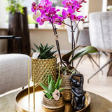 Maison Colibri | Support à plantes - Support à plantes en métal doré Ø12cm