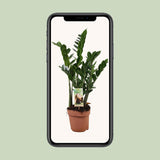 Zamioculcas 6-7 plumes-height 80-85 cm. - Ø17cm - ↕80cm
